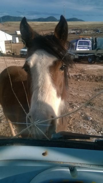 1958 Blue Ford Other Pickups Cabover Dump