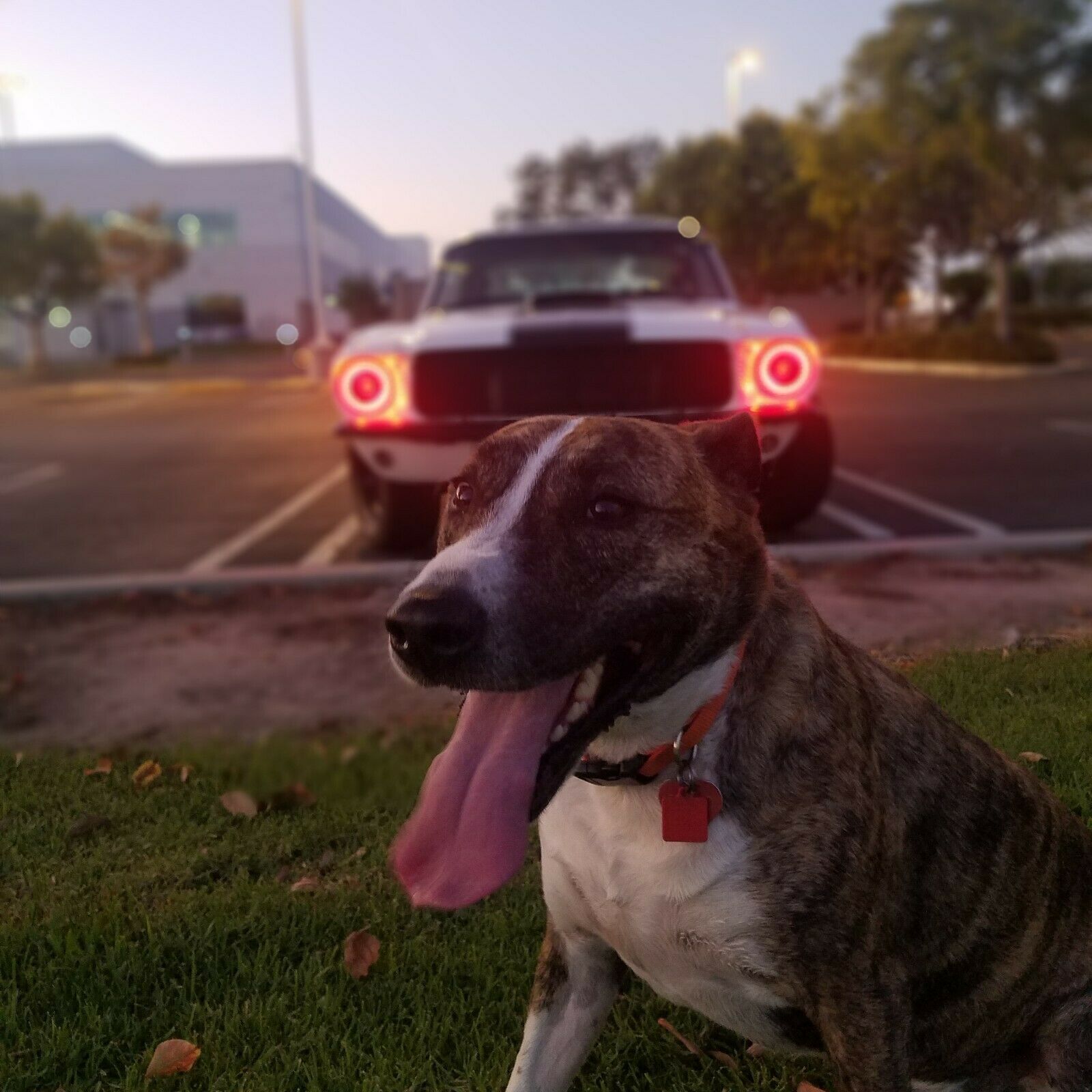 1967 White Ford Mustang Coupe