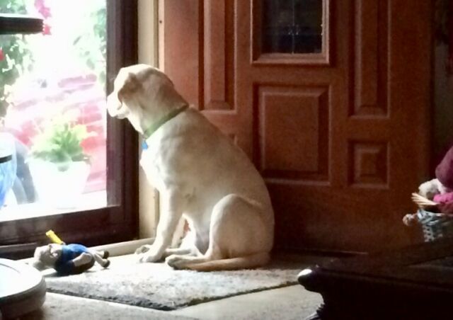 1970 Blue Chevrolet Chevelle Convertible