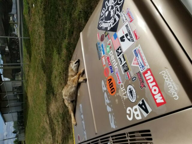 1972 Gold and White Chevrolet C-10 Truck