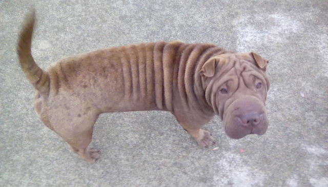 1974 Burgundy Dodge Charger