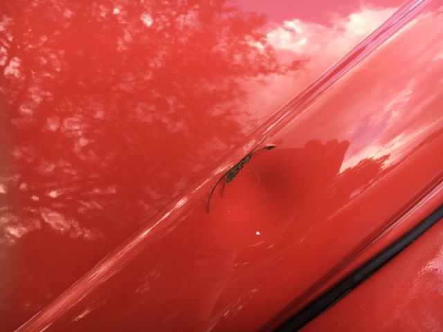 1974 Red Volkswagen Super Beetle Convertible