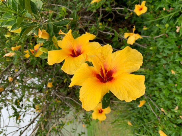 1985 Blue Mercedes-Benz SL-Class Convertible