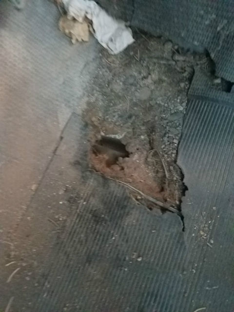 1986 Blue Chevrolet C/K Pickup 2500  Pickup