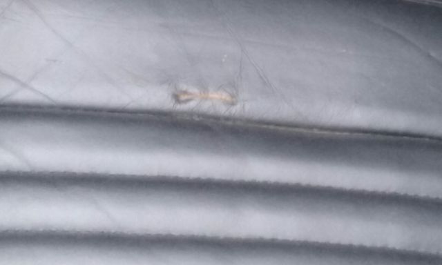 1990 DEEP EMERALD GREEN Ford Mustang Convertible