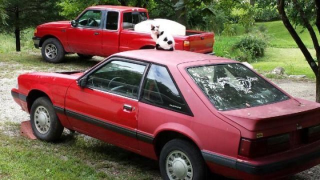1991 red Ford Mustang foxbody