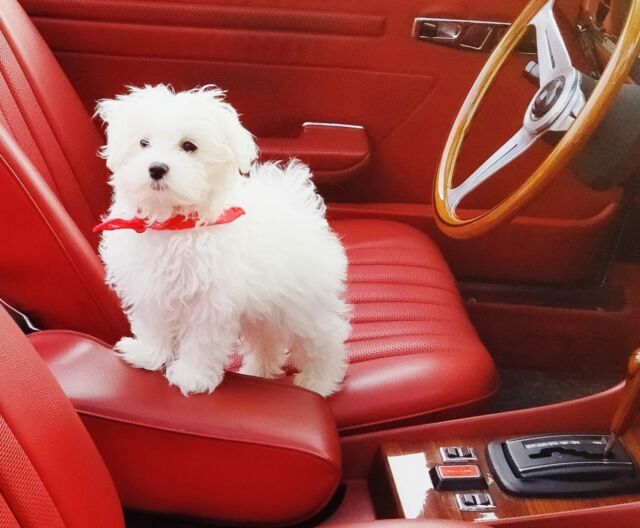1976 Blue Mercedes-Benz SL-Class Coupe