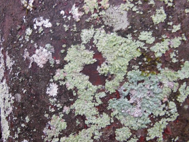 1949 Dodge Other Cab & Chassis