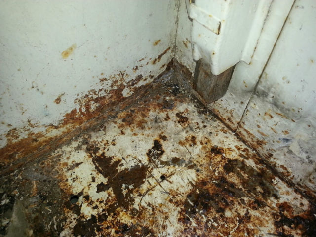 1962 White Ford F-100