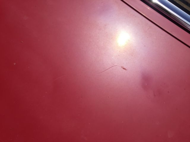 1977 Red Mercedes-Benz SL-Class Convertible